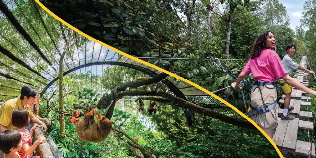 Visitors on a treetop walkway and a sloth at Mandai